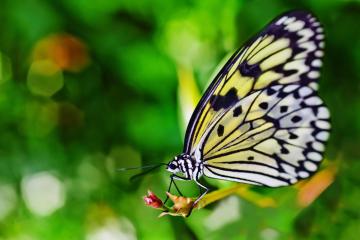 Butterfly-Bokeh