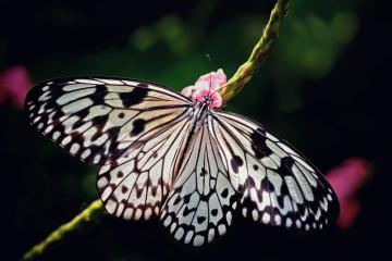 Paper-kite-butterfly-wings-Sediments-Lit