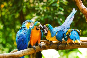 Kissing-Macaws_Peacock-Journal