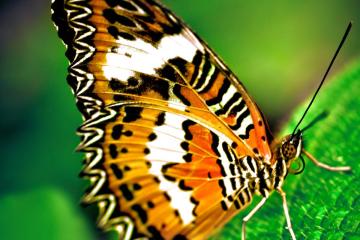 Leopard-Lacewing